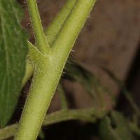 Solanum lycopersicum L.